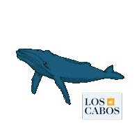Marine Life Swimming Sticker by Digital Media Los Cabos