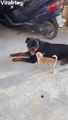 Rottweiler and Chihuahua Play Together
