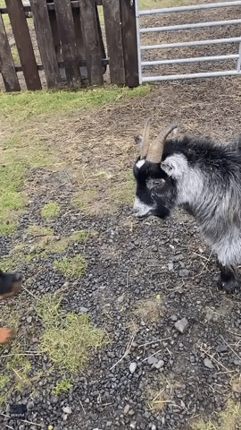 Goat Tries to Head-Butt Puppy