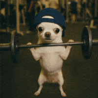 chiroroharu workout gym puppy chihuahua GIF