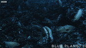 bbc one sea GIF by BBC