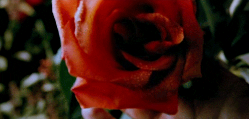 tom ford flower GIF by Maudit