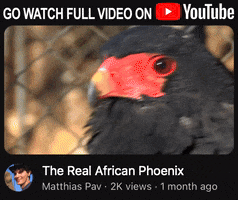 Youtube Africa GIF