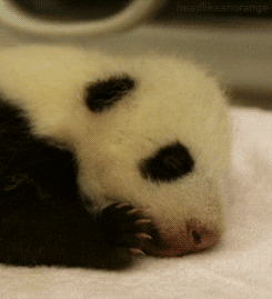 Sleepy Baby Panda GIF