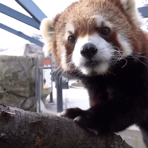 Red Pandas Snack GIF by Storyful