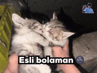 Pshak GIF