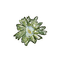 sofiacolor life fruit growth strawberry Sticker