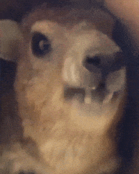 Wildlife Wawa GIF