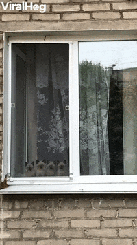 Four Identical Kittens In Window GIF by ViralHog