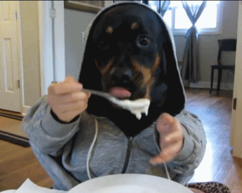 Video gif. A black dog wears a grey hoodie as human hands seen through the sleeves, feed the dog with a spoon. The dog laps hungrily as the hands pat its face with a towel. 