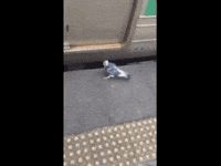 train taking GIF
