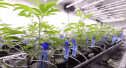 Plant GIF by Exclusive Brands