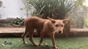 Puppy Love Kiss GIF by Global Tara Entertainment