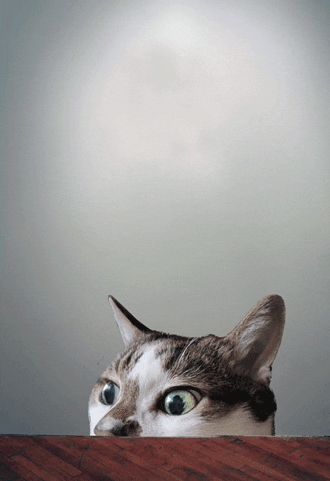 cat eyes GIF by Scorpion Dagger