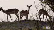 nat geo wild GIF by Savage Kingdom
