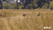 Season 2 Cheetah GIF by PBS