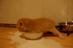 kitten fail GIF