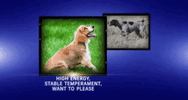 national dog show 2018 GIF by NBC