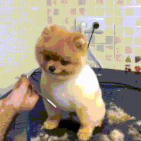 happy dog GIF