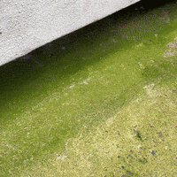 guidetobetterliving moss algae lichen spray and go GIF