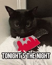 Black Cat Dexter GIF