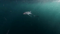 A Blue Shark Appears