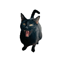 Angry Black Cat Sticker