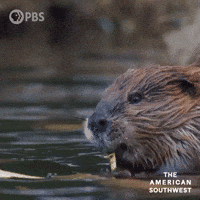 Cute Animals Beaver GIF by PBS