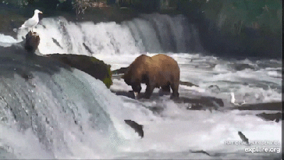 GIF by explore.org