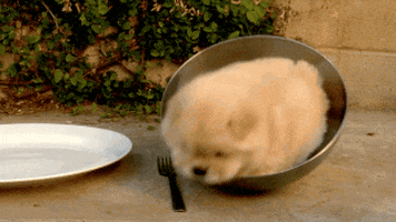 dog breakfast GIF