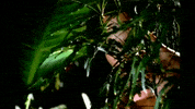 Watching Beyonce Knowles GIF