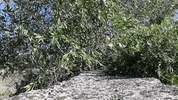 borgosanmarcomasseria  GIF