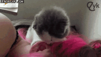 wake up cat GIF by Cheezburger