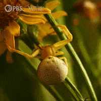 Explore Pbs Nature GIF by Nature on PBS