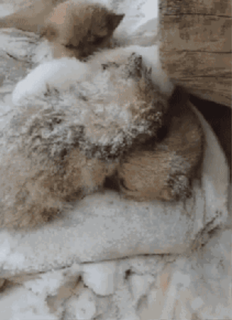 cuteanimalland giphygifmaker GIF