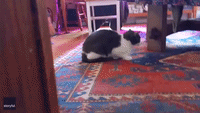 New York Cat Scuffles With Robot Vacuum Cleaner