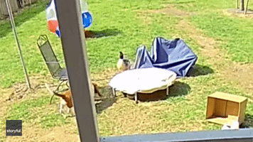 Mallard Chases Basset Hound Puppy Around Backyard