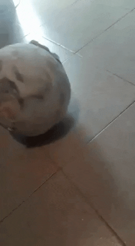 Techmake_ giphygifmaker 9e GIF