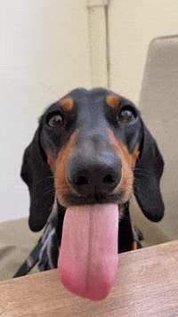 piper_the_dachshund_uk dog puppy yum tongue GIF