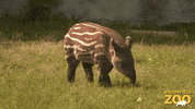 Baby Cute Animals GIF by Brookfield Zoo