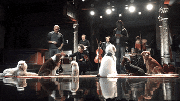 stephen colbert GIF by The Late Show With Stephen Colbert