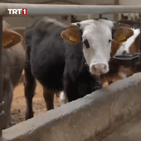 Face What GIF by TRT