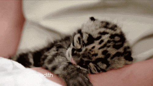 Cat Kitten GIF by The Meredith Vieira Show