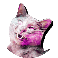 Cray Cray Cat Sticker