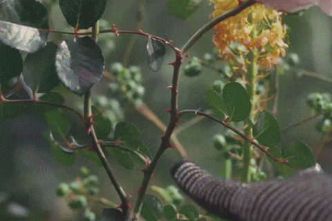 Shoot Firecracker GIF