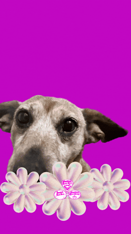SweetRooBou giphyupload hello hey cute dog GIF