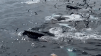 Boaters Get Breathtaking View of Humpback Whales
