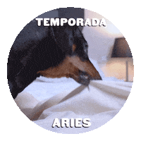 Dogs Astrology Sticker by Sealed With A GIF