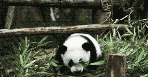 panda falling GIF by hoppip