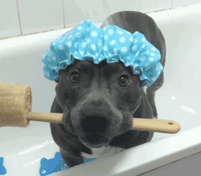 dog shower GIF